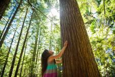 Young girl looking up with her hands on the trunk of a large tree, with sunlight from above